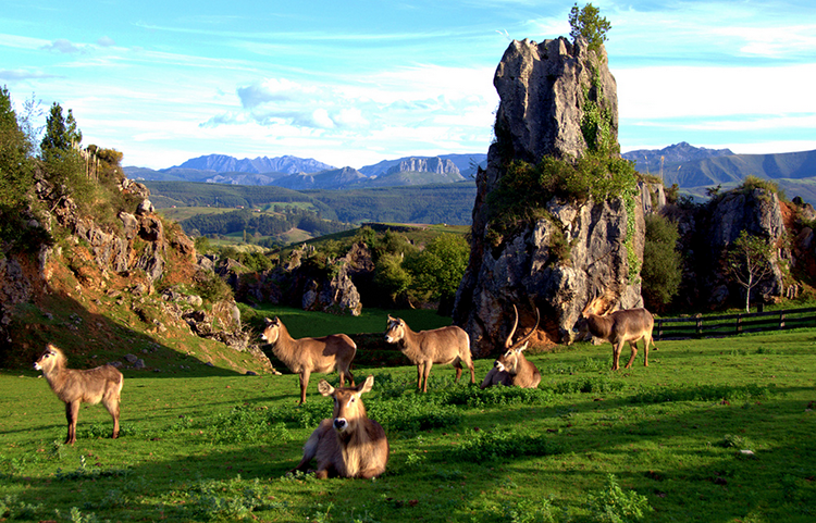 Экскурсия в Сафари Парк Кабарсено, Кантабрия